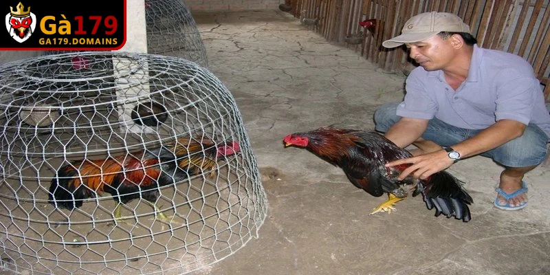 Các nhóm bệnh thường gặp ở gà chọi liên quan đến hô hấp