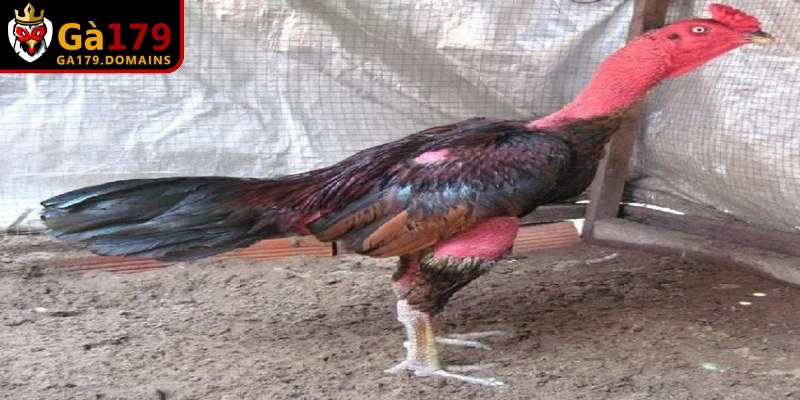 Cách phòng ngừa các bệnh hay gặp ở gà chọi