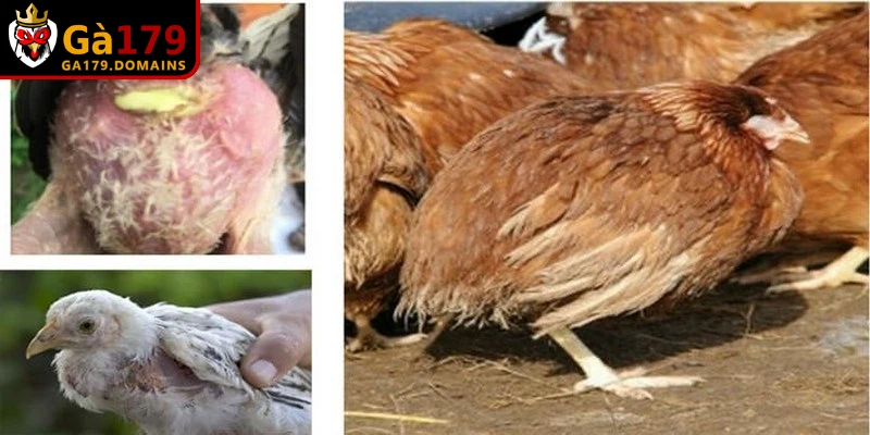 Bệnh hay gặp ở gà liên quan về da và ký sinh trùng