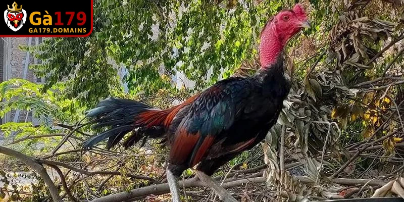 Chế độ dinh dưỡng chặt chẽ trong quá trình đúc quan trọng
