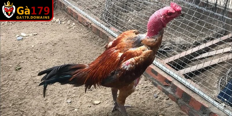 Cách đúc gà đá yêu cầu quản lý nguồn gen chặt chẽ từng khâu