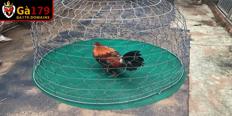 Chế độ dinh dưỡng hỗ trợ cách nuôi gà đá chân mạnh