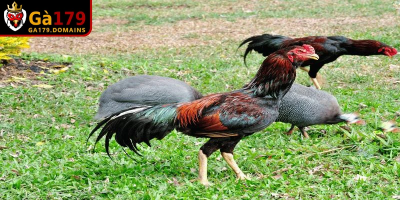 Những bài tập vàng trong cách nuôi chọi kê đá chân mạnh
