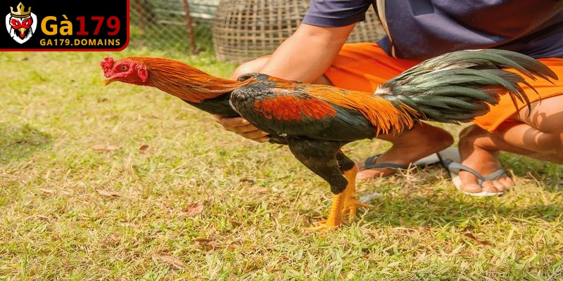 Tầm quan trọng của cách nuôi gà đá chân mạnh