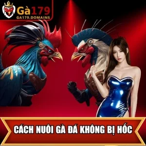 Cách Nuôi Gà Đá Không Bị Hốc