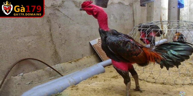 Môi trường tác động đến cách nuôi gà đá không bị hốc
