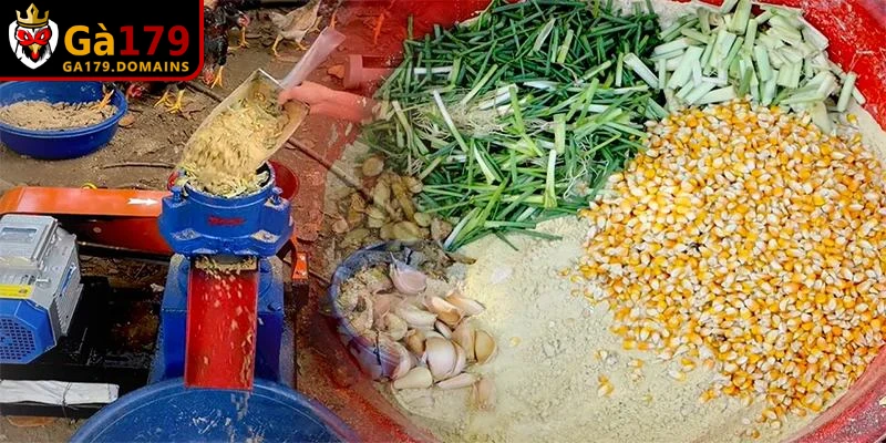 Chế độ dinh dưỡng hỗ trợ cách tập lực cho gà chọi