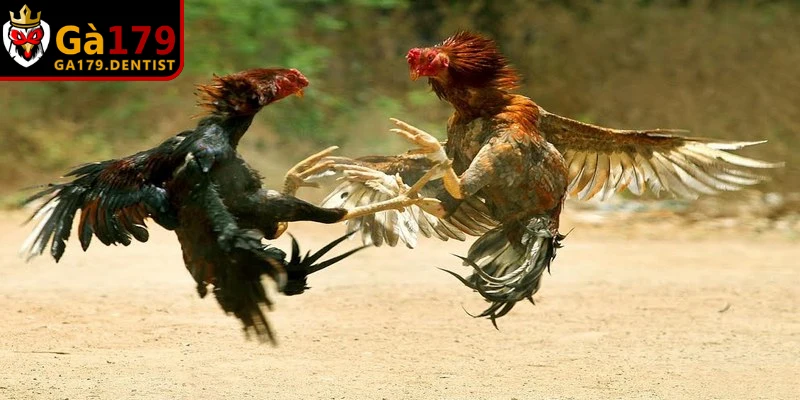 Kinh nghiệm hiệu quả áp dụng luật chọi gà vào trận đấu