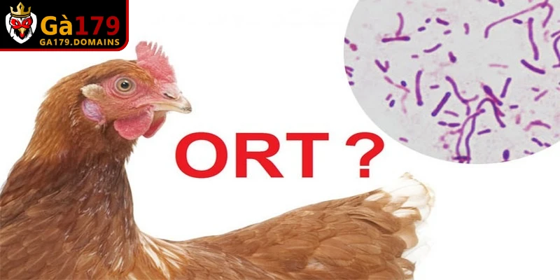 Tại sao nên dùng thuốc điều trị bệnh ORT trên gà