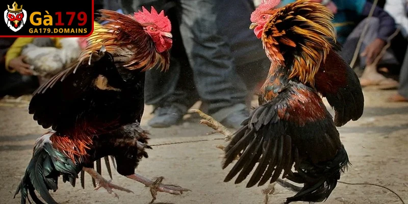 Lý do nên chơi top trang đá gà trực tiếp Ga179